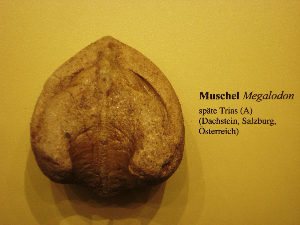 Bivalve megalodon fossil. Salzkammergut Upper Austria