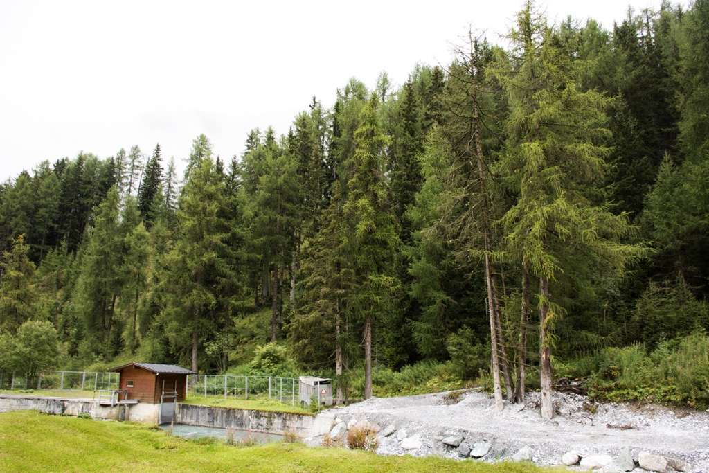 A forest in the Samnaun Alps. Samnaun Alps