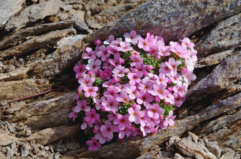 Rock jasmine. Samnaun Alps
