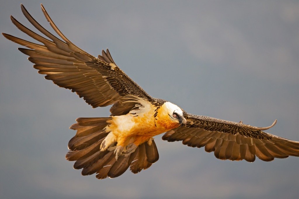 A bearded vulture mid-flight. Samnaun Alps