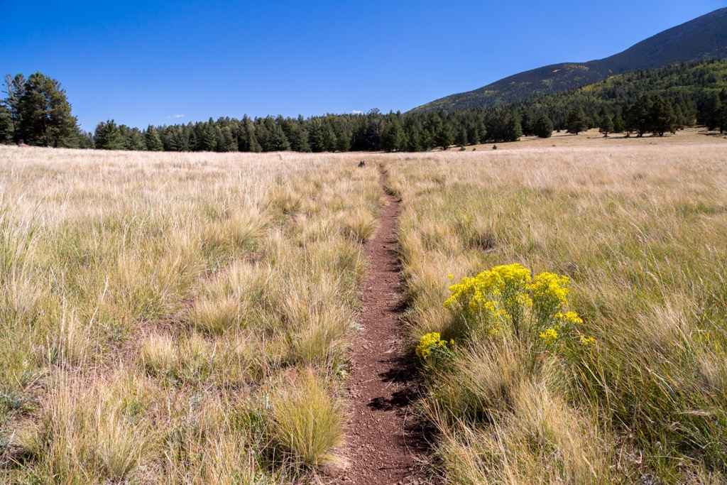 Bismarck Lake Trail, Arizona
