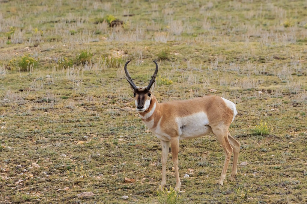 Pronghorn (Antilocapra americana), Arizona
