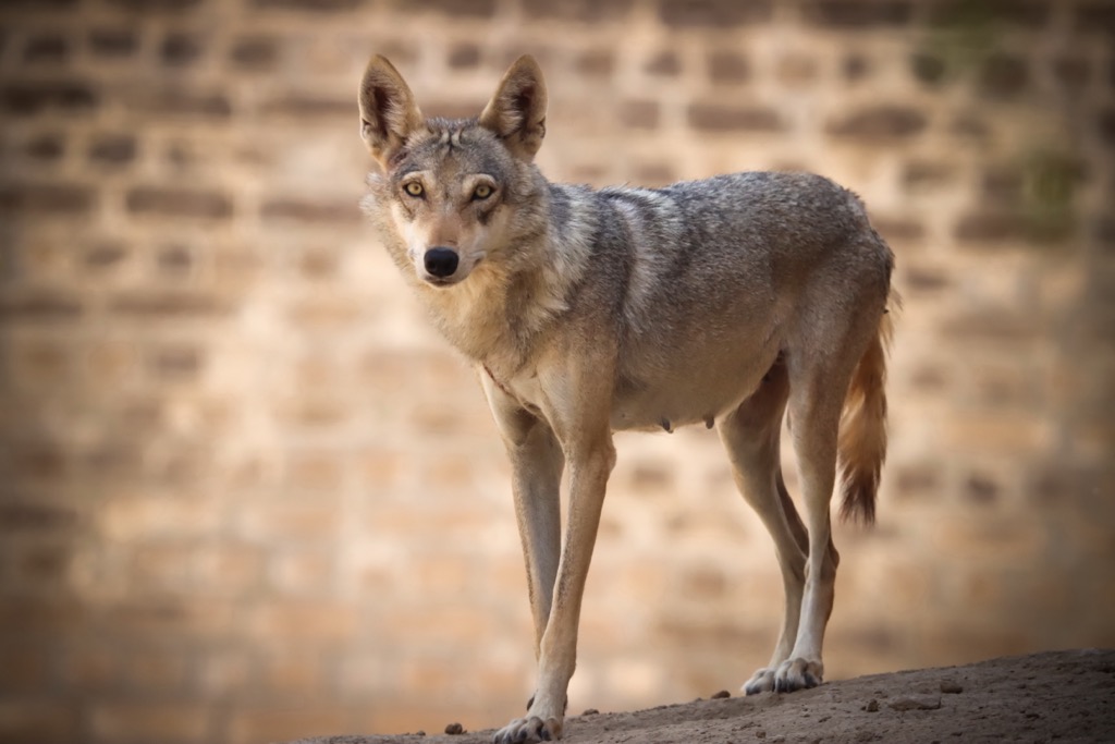 Saudi Arabia, An Arabian Wolf