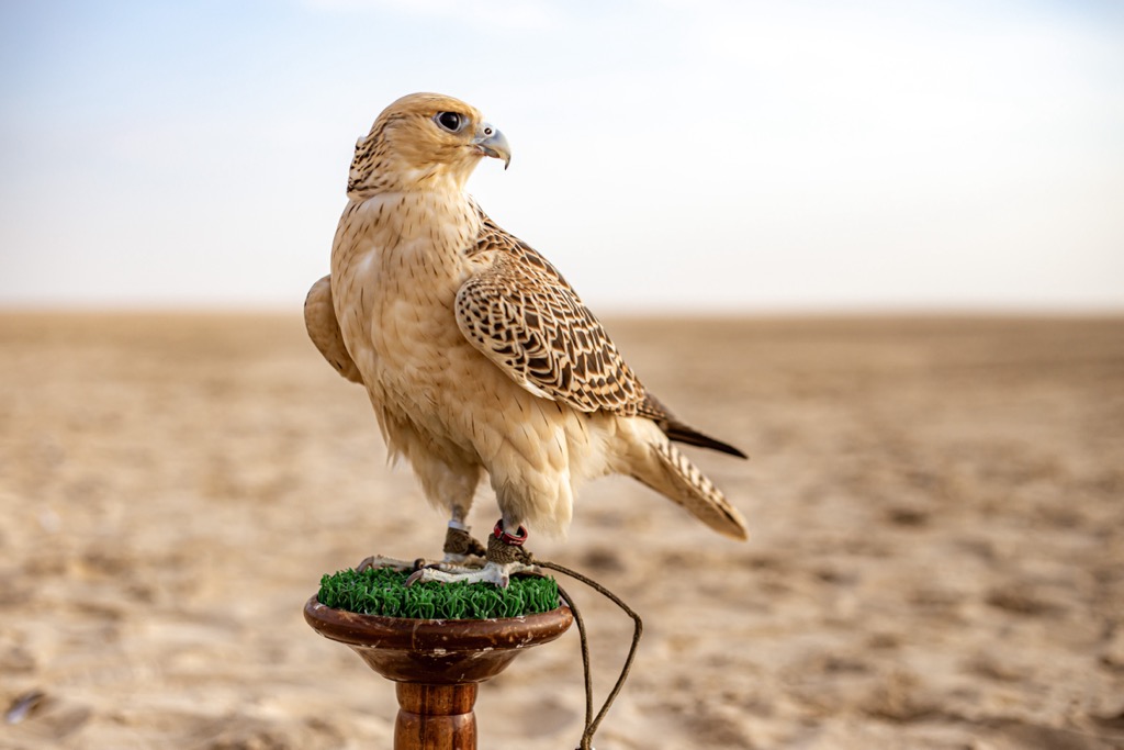 Saudi Arabia, White Beige Falcon