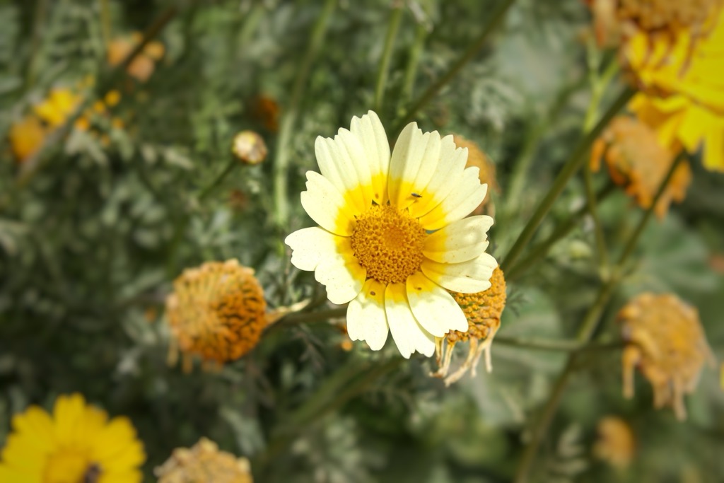 Saudi Arabia, spring flowers