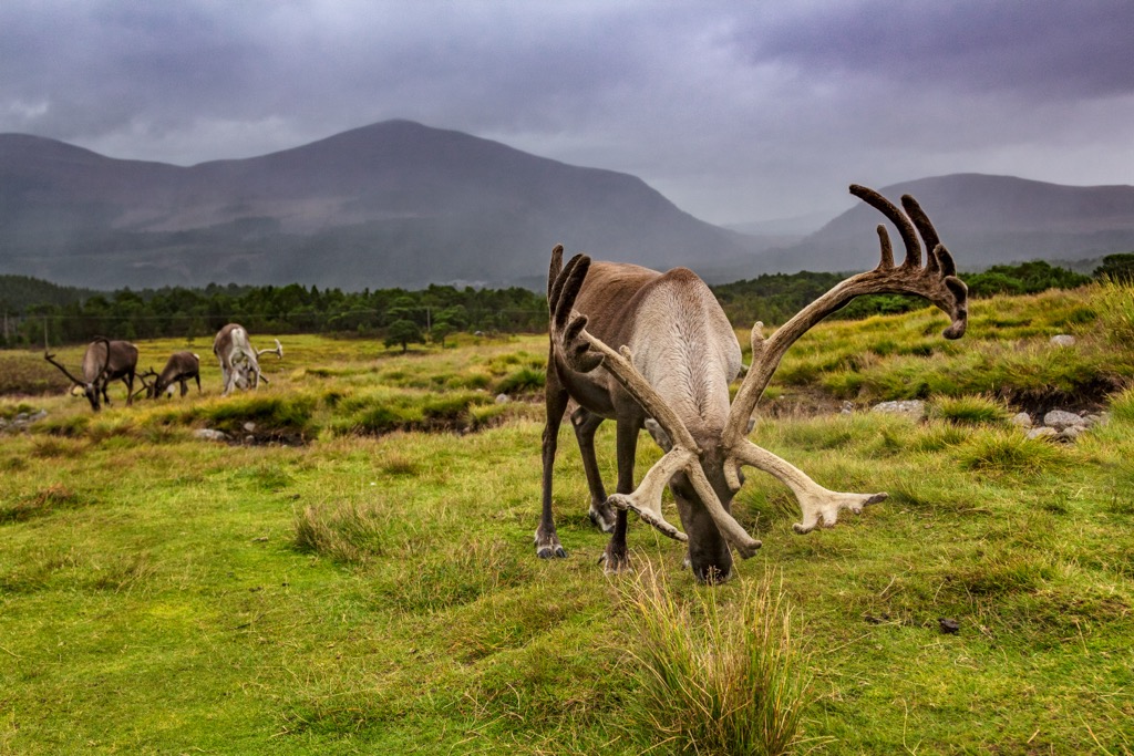 Cairngorms National Park,  Scotland