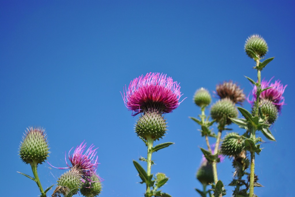 Milk Thistle,  Scotland