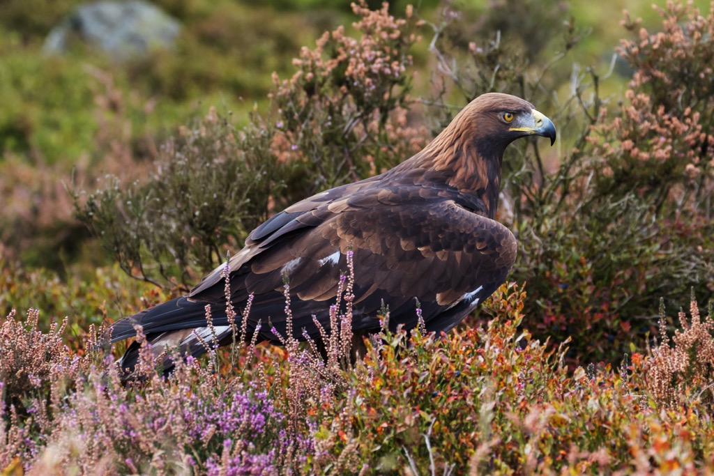 golden eagle,  Scotland