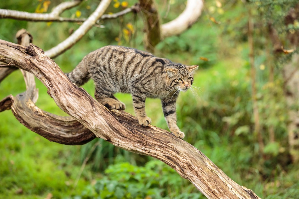 cat,  Scotland