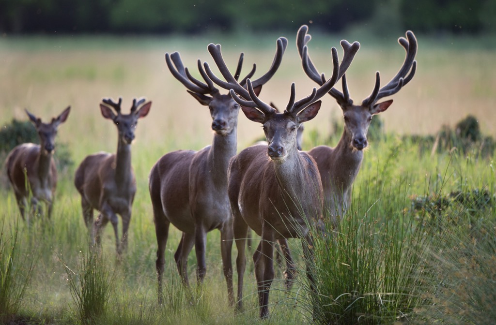 deers, Serbia
