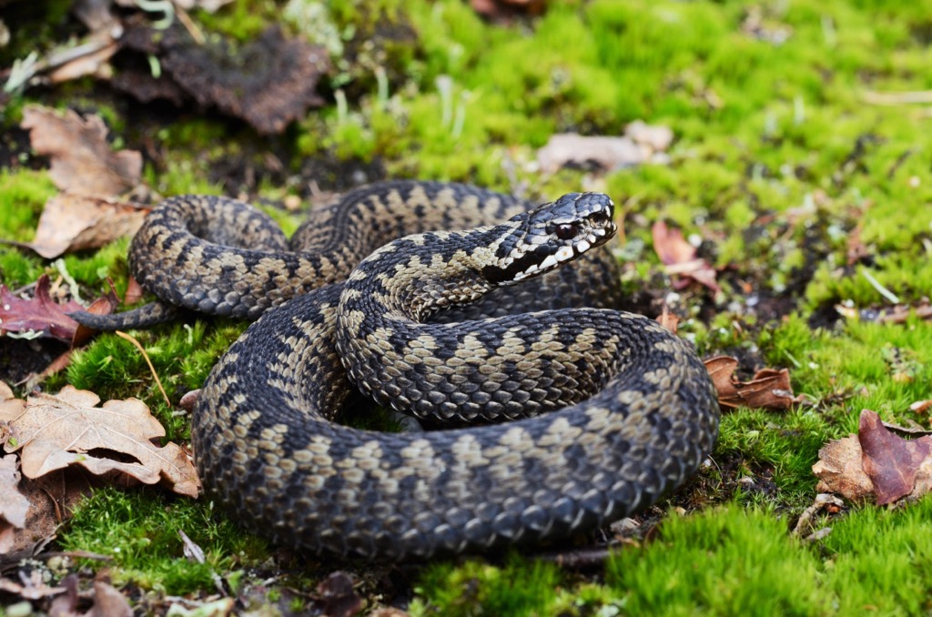 A coiled northern viper. Sesvenna Alps