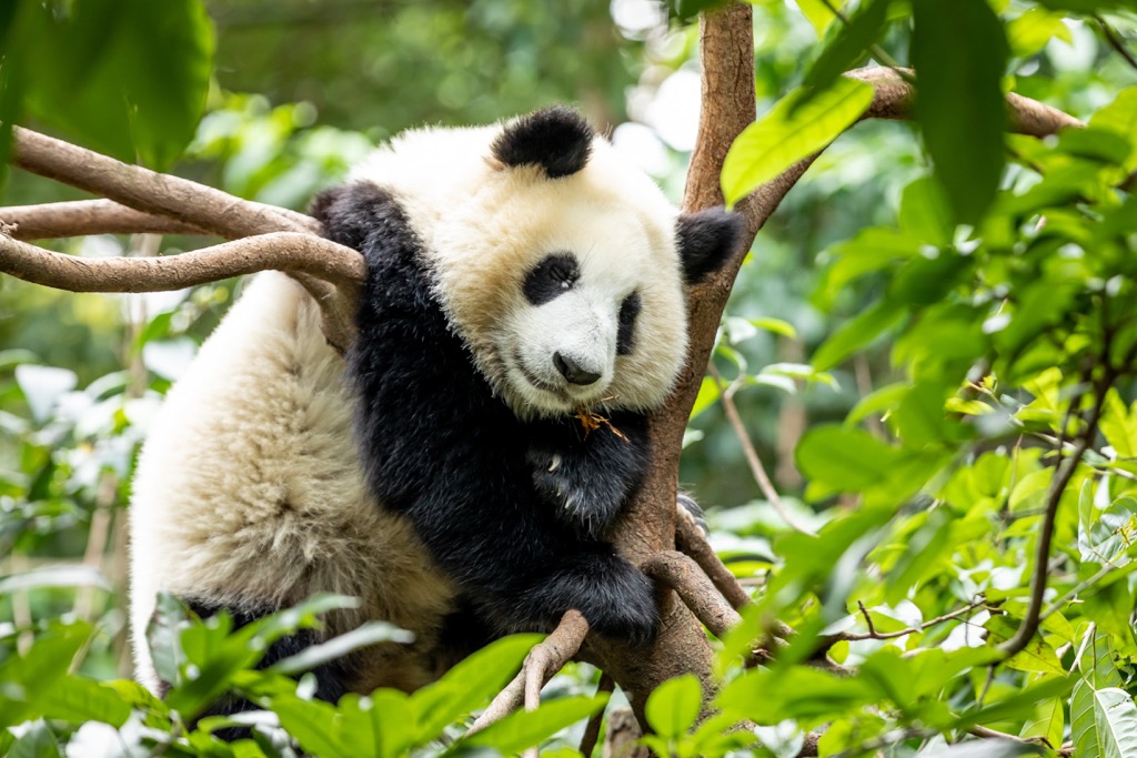 panda, Sichuan