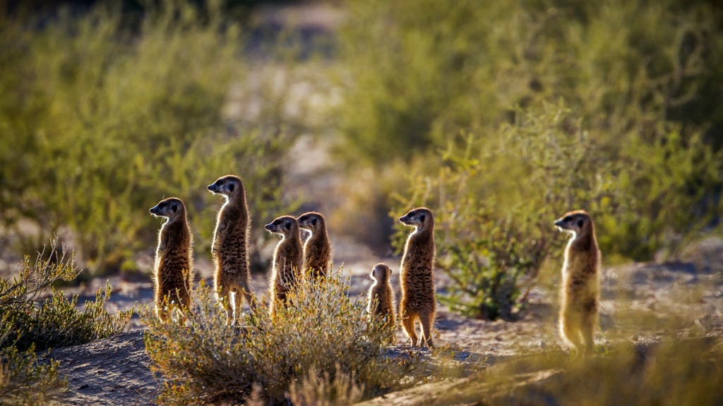 Kgalagadi transfrontier park, South Africa