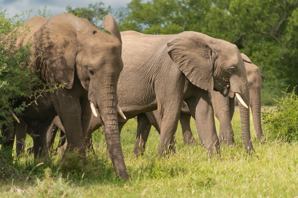Kruger National Park, South Africa