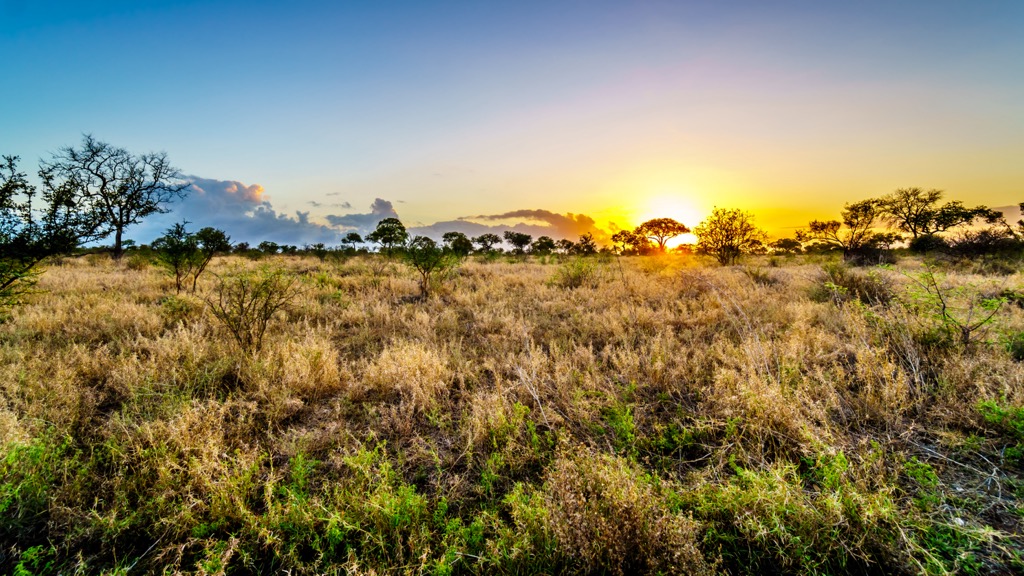 Savanna, South Africa