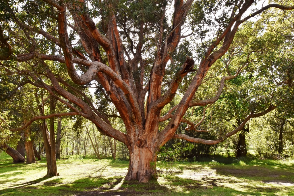 yellowwoods, South Africa