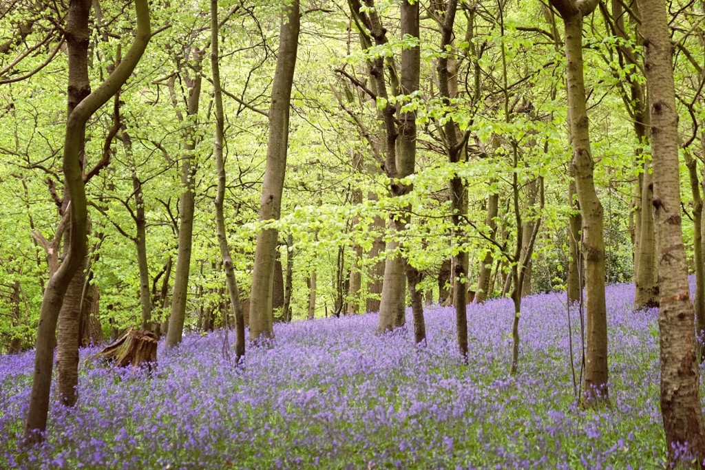 Bluebells are a common sight in Surrey’s forests during springtime. Surrey