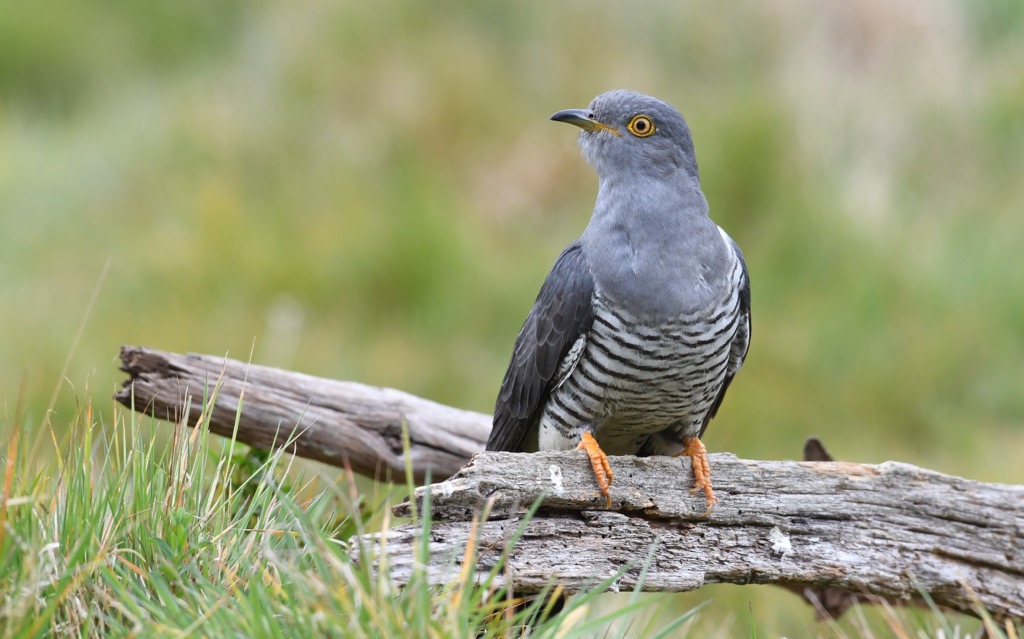 Colin the Cuckoo, a remarkably tame cuckoo that visited Thursley Common every spring between 2015 and 2022. Surrey