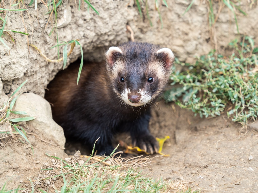 A polecat peering out a tunnel photographed in Surrey. Surrey