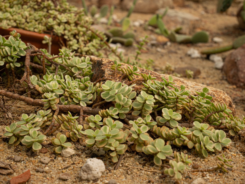 Portulacaria afra, Swartberg Mountain Range, South Africa