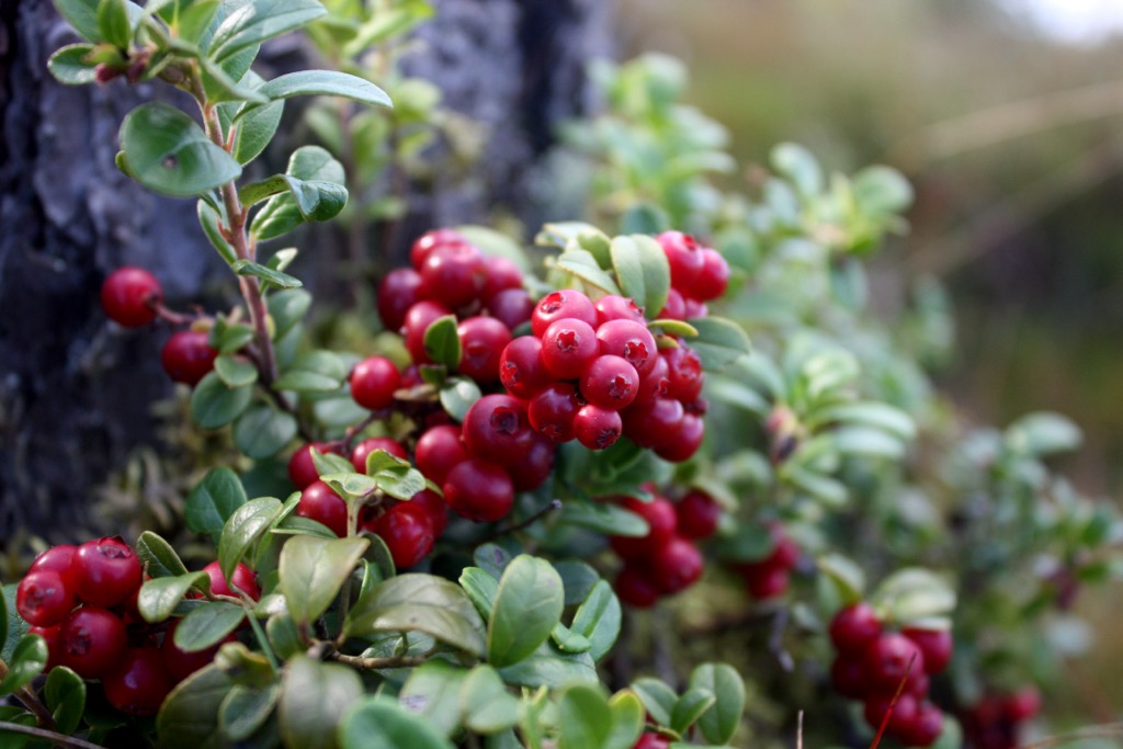 Lingonberries, Sweden