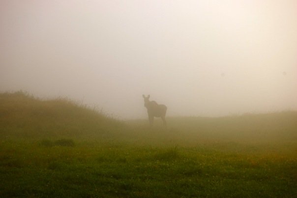 Waking up to wildlife on Bromley Mountain