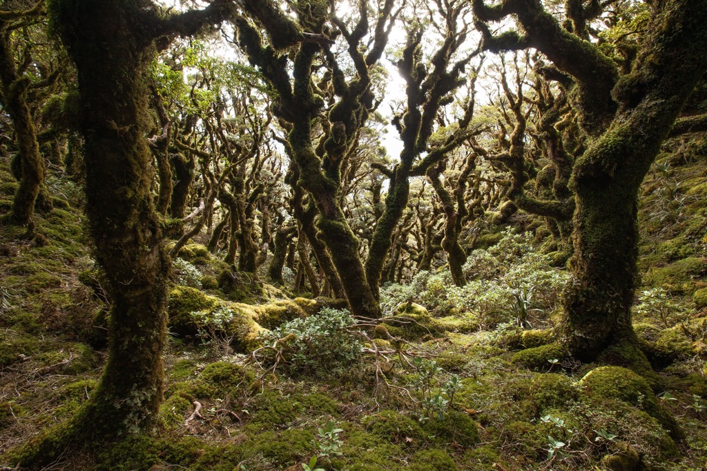 Tararua-Range
