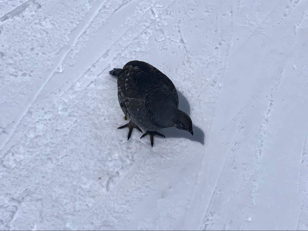Mountain Quail. Telluride Ski Resort. Photo: Sergei Poljak