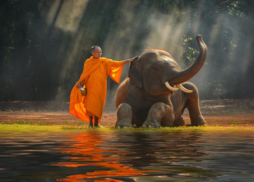 elephants and monk, Thailand