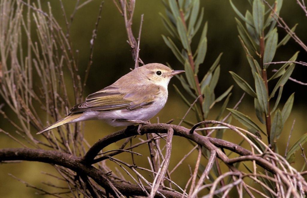 Western Bonelli’s warbler. Ticino Alps
