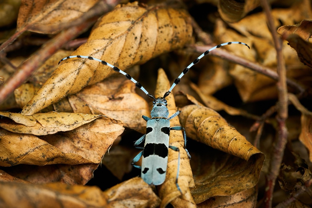 Rosalia longicorns are known for their vibrant coloration. Ticino Alps