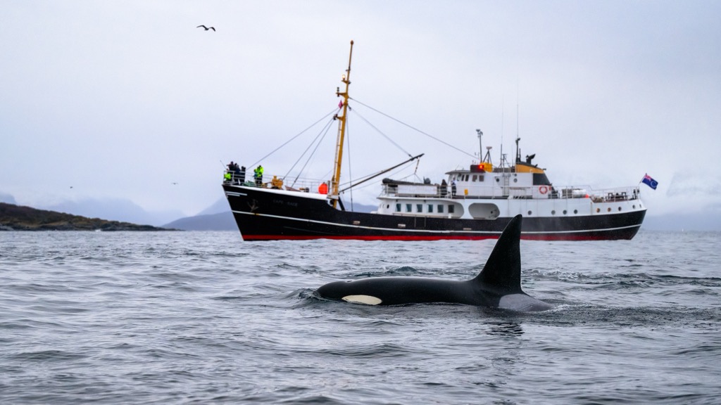 Orca whales are the best anglers of all. This is Skjervøy village, near Tromsø. Troms og Finnmark