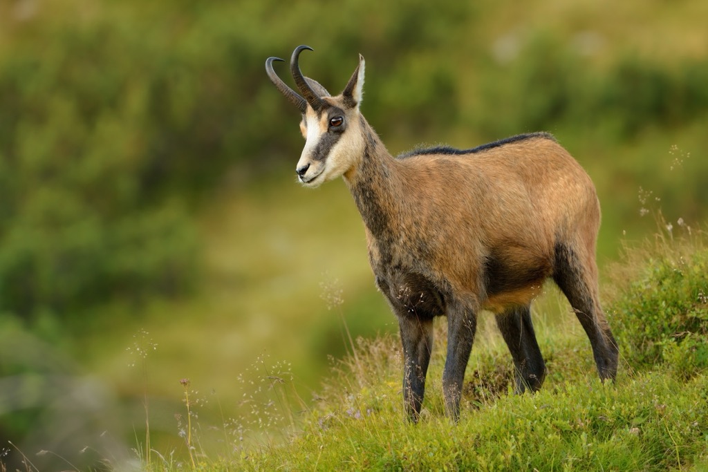 Chamois are a common sight across the mountains of Southern Europe, from the Pyrenees to the Caucasus Mountains. Tyrol Schistose Alps