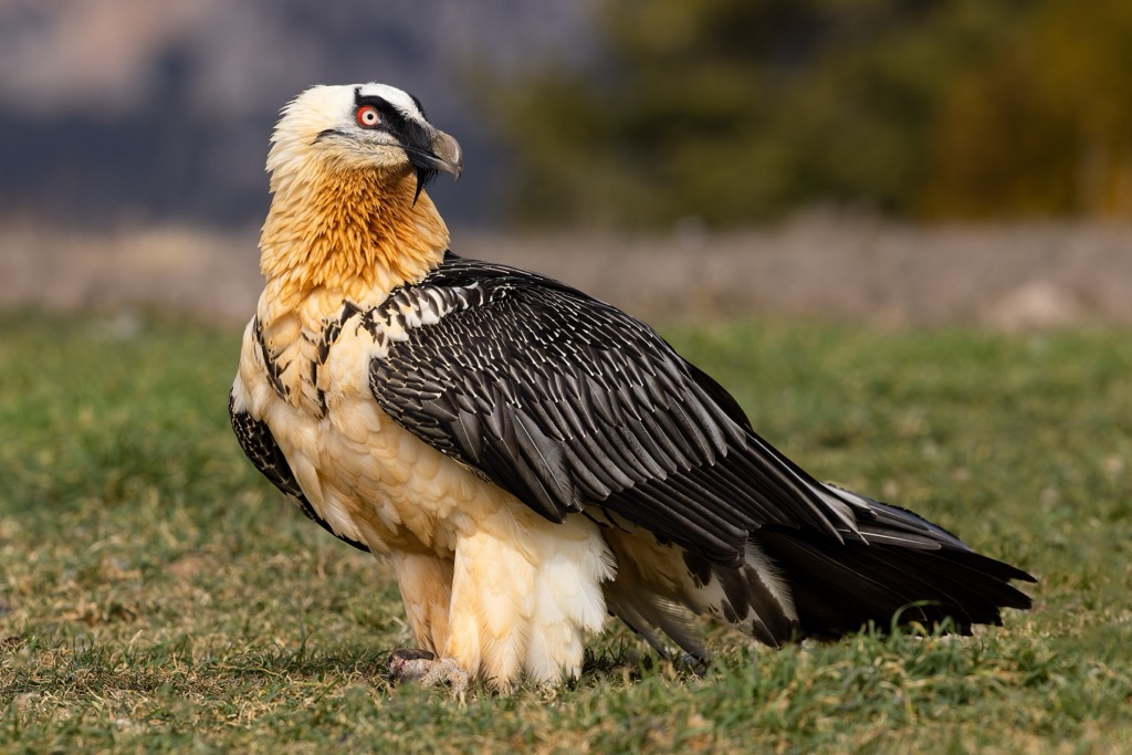 Bearded vultures, or lammergeiers, live on a diet consisting of 70% to 90% bones. Tyrol Schistose Alps