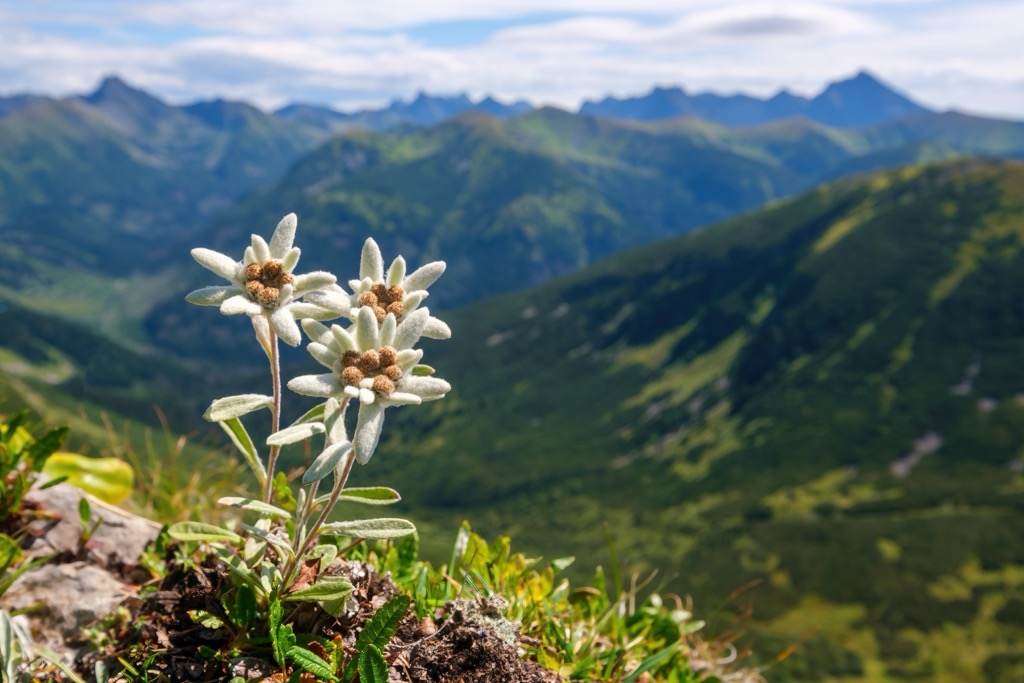 Edelweiss is the national flower of Austria and is a rare sight. Tyrol Schistose Alps