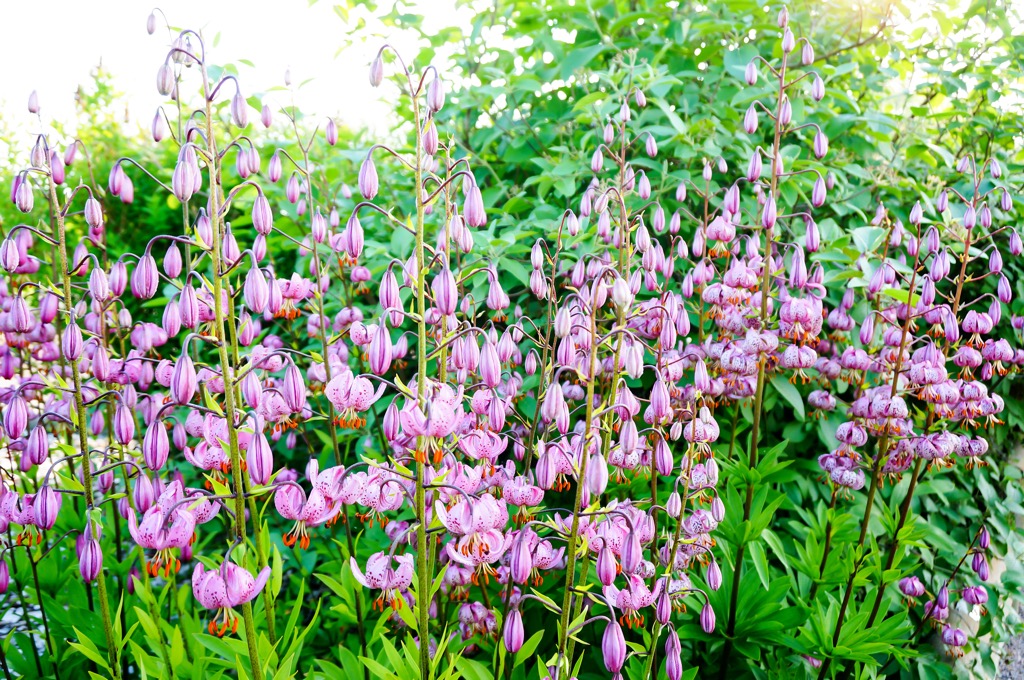 Turk’s Cap Lily. Upper Austria
