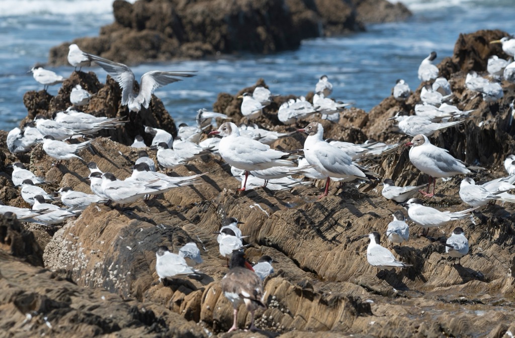 terns, Uruguay