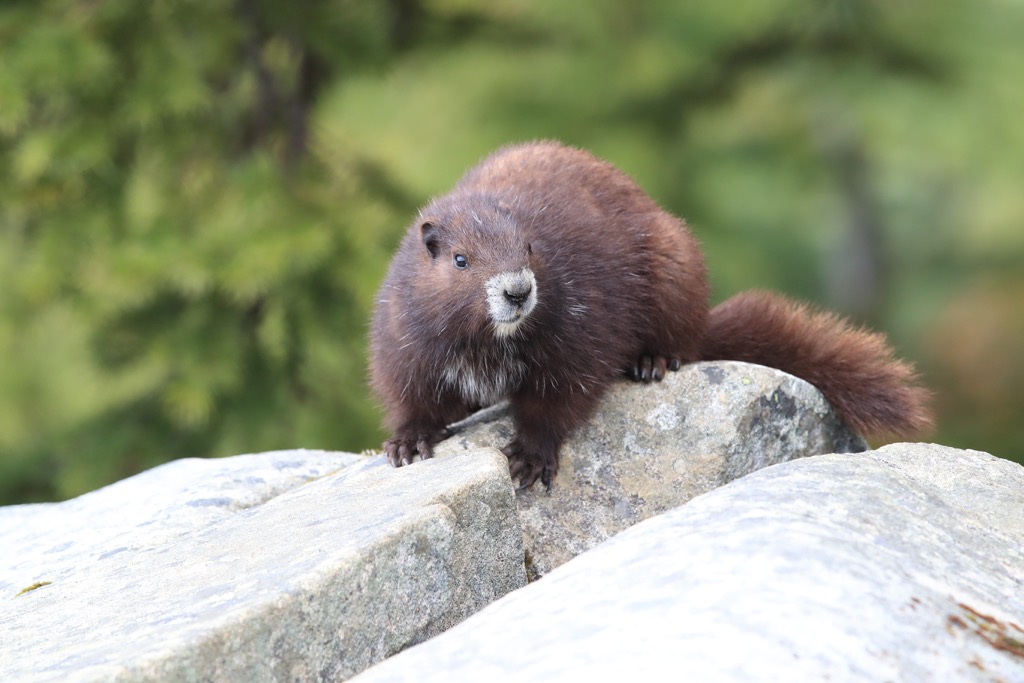 Vancouver Island marmot, Haihte Range, British Columbia, Canada