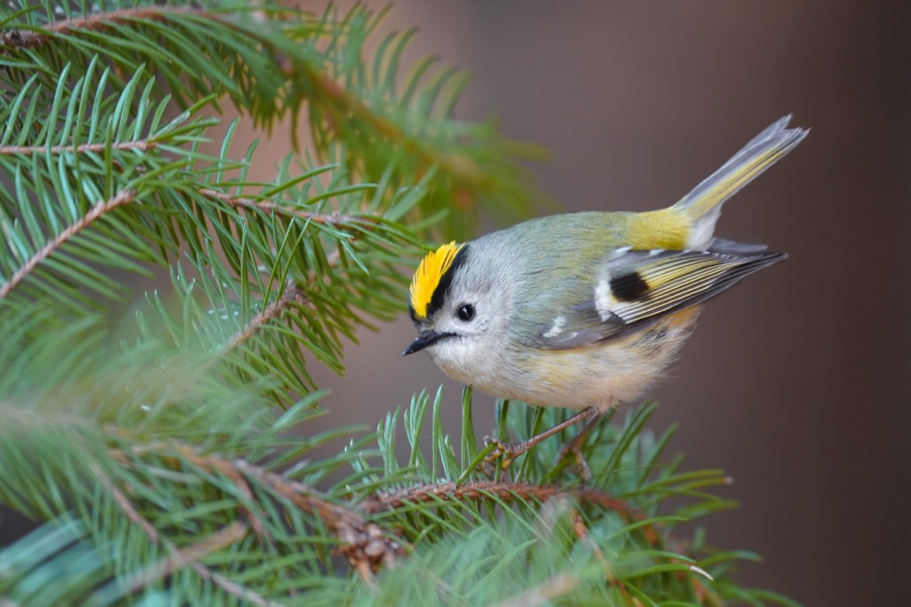 The goldcrest is the smallest bird in Eurasia. Venediger Group