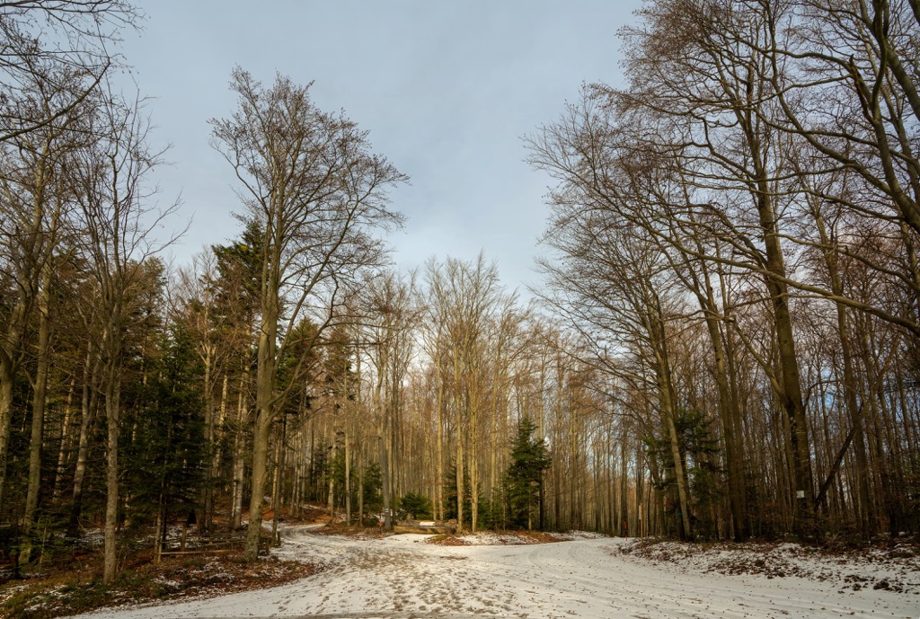 Vienna Woods, Austria
