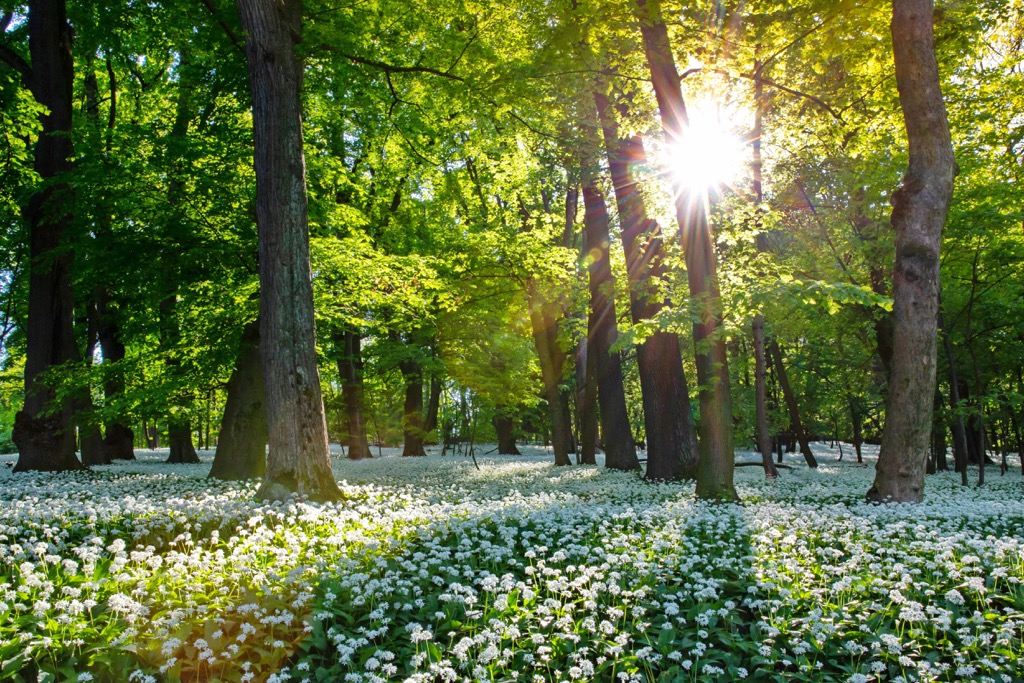 Vienna Woods, Austria