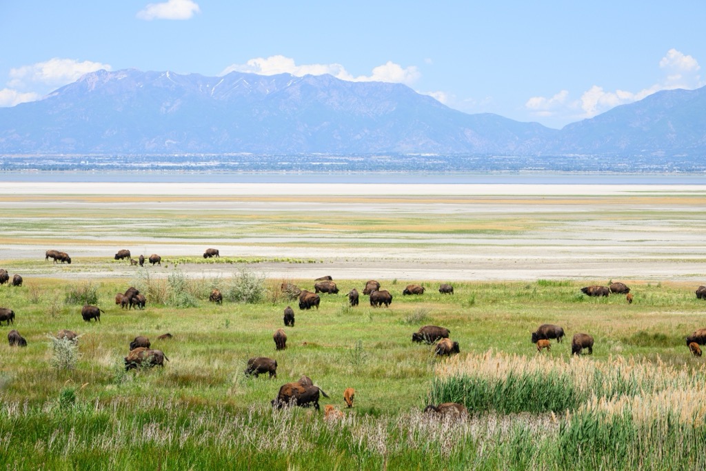 Bison herd on Antelope Island. Weber County