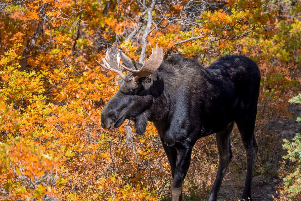 A moose in the Wasatch. Weber County