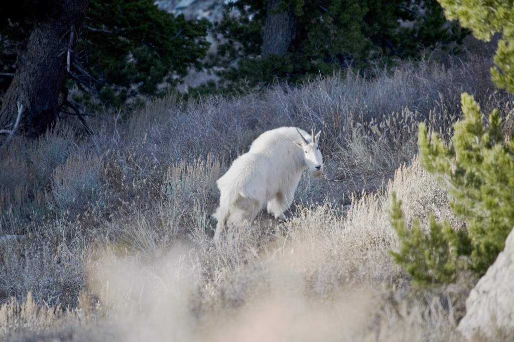A mountain goat photographed around Willard Peak in Weber County. Weber County