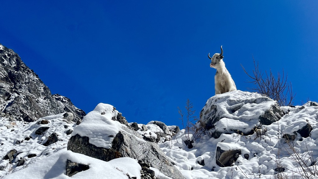 Yaks are a common sighting above treeline in the Himalayas. Photo: Conrad Lucas. Western Development Region