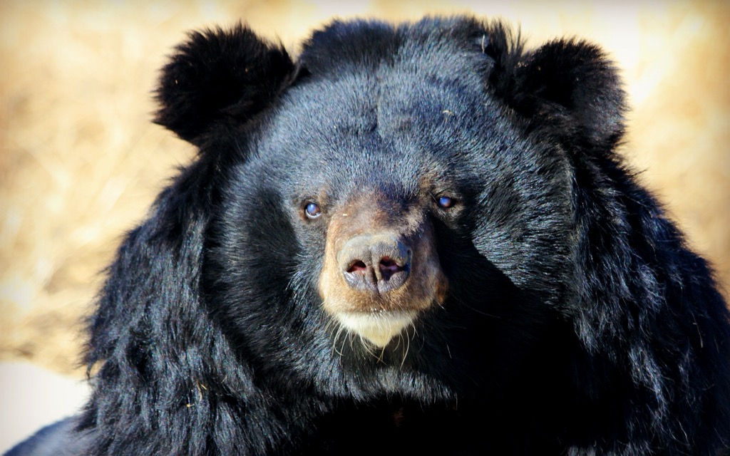 The Moon bear, more formally known as the Asiatic black bear, makes its home in the forests of the Himalayas. Western Development Region