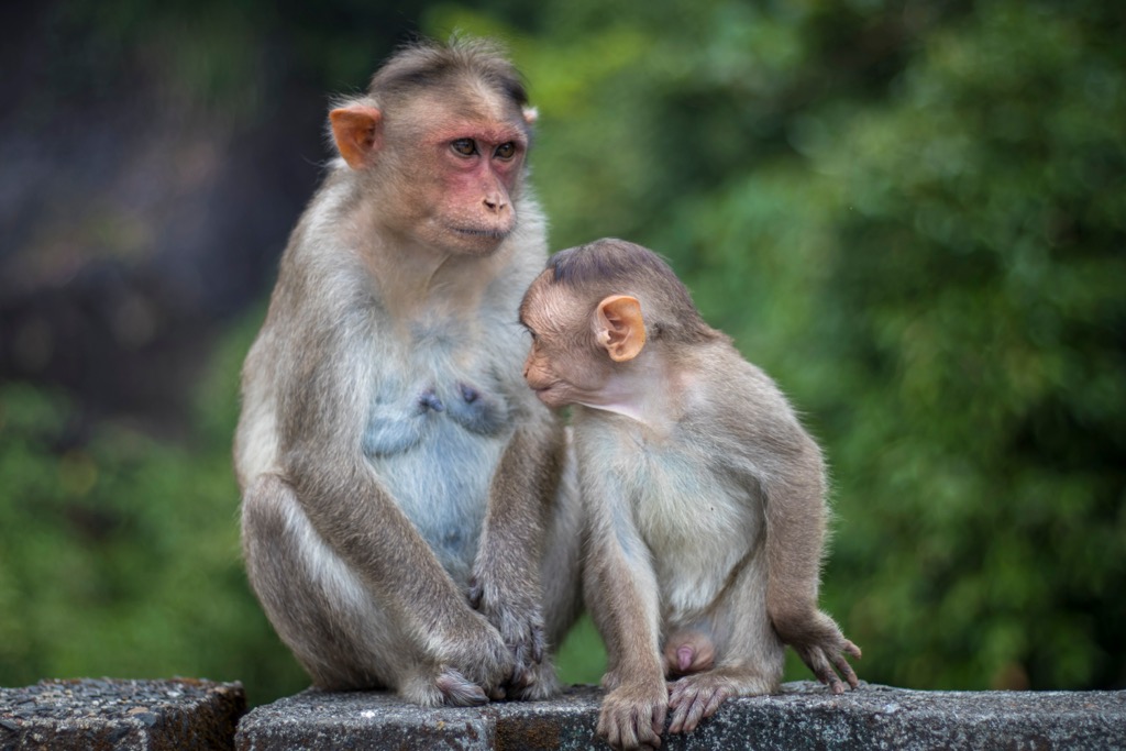Monkeys, Western Ghats, India