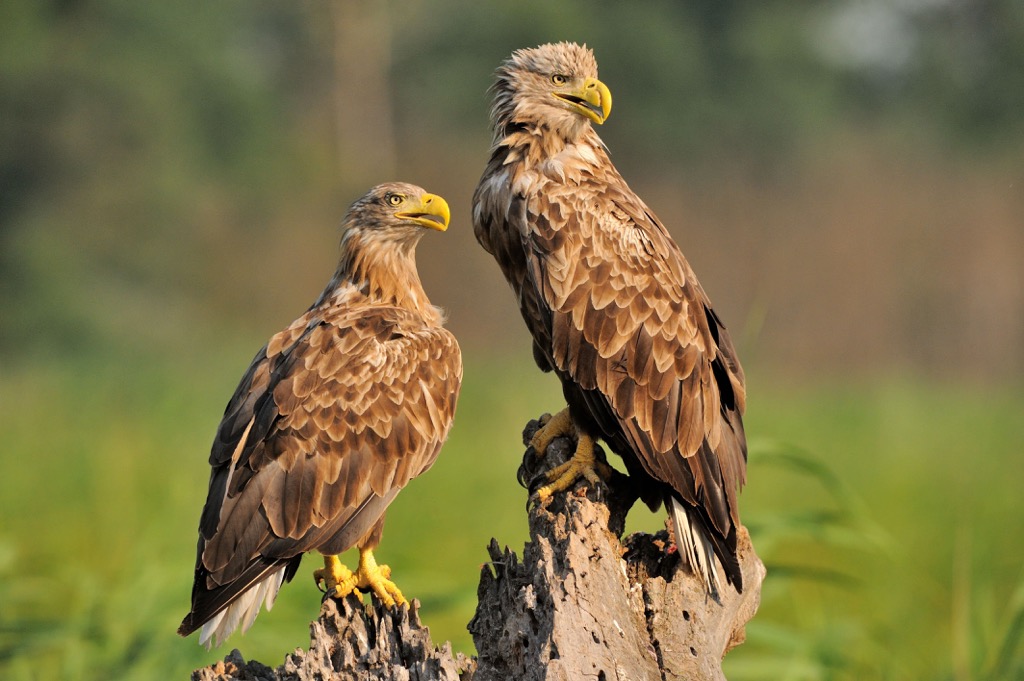 White tailed eagles, Poland