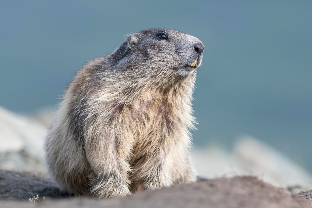 Marmots hibernate for up to nine months annually, breathing as little as one breath per minute. Wilder Kaiser