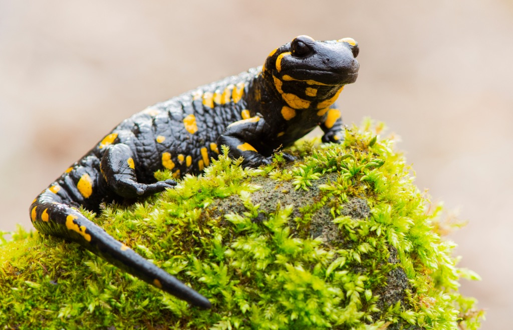 Fire salamanders ward off predators by firing poisonous liquid from glands behind their eyes. Wilder Kaiser